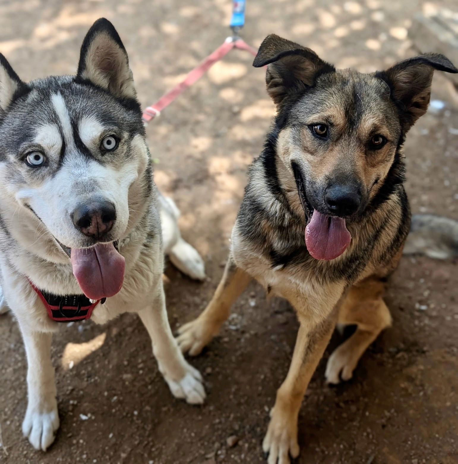 Canelo - Shepherd