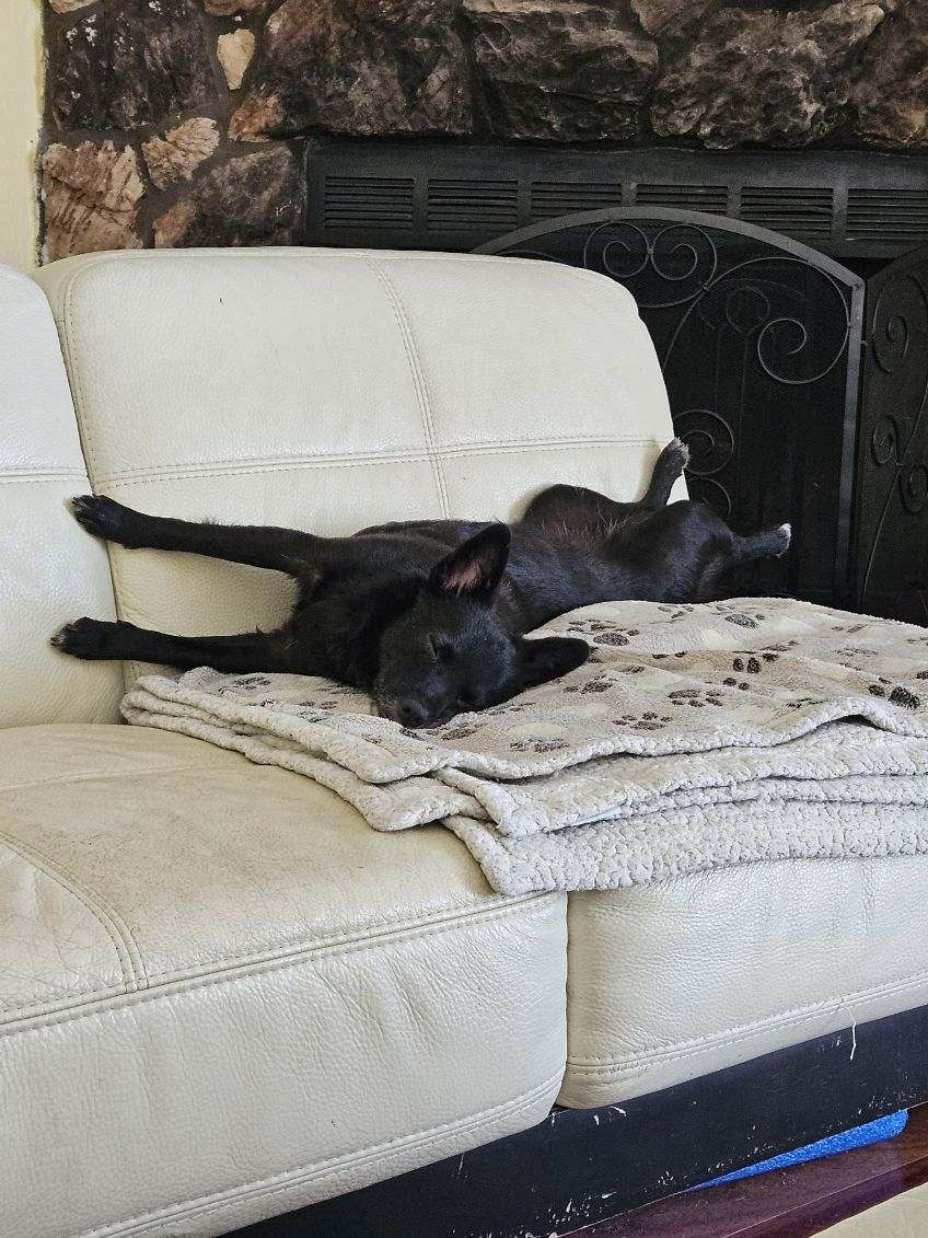 Darla