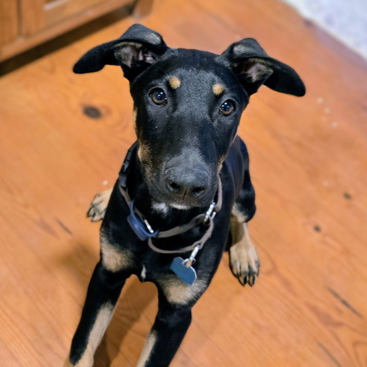 Rita - Doberman Pinscher