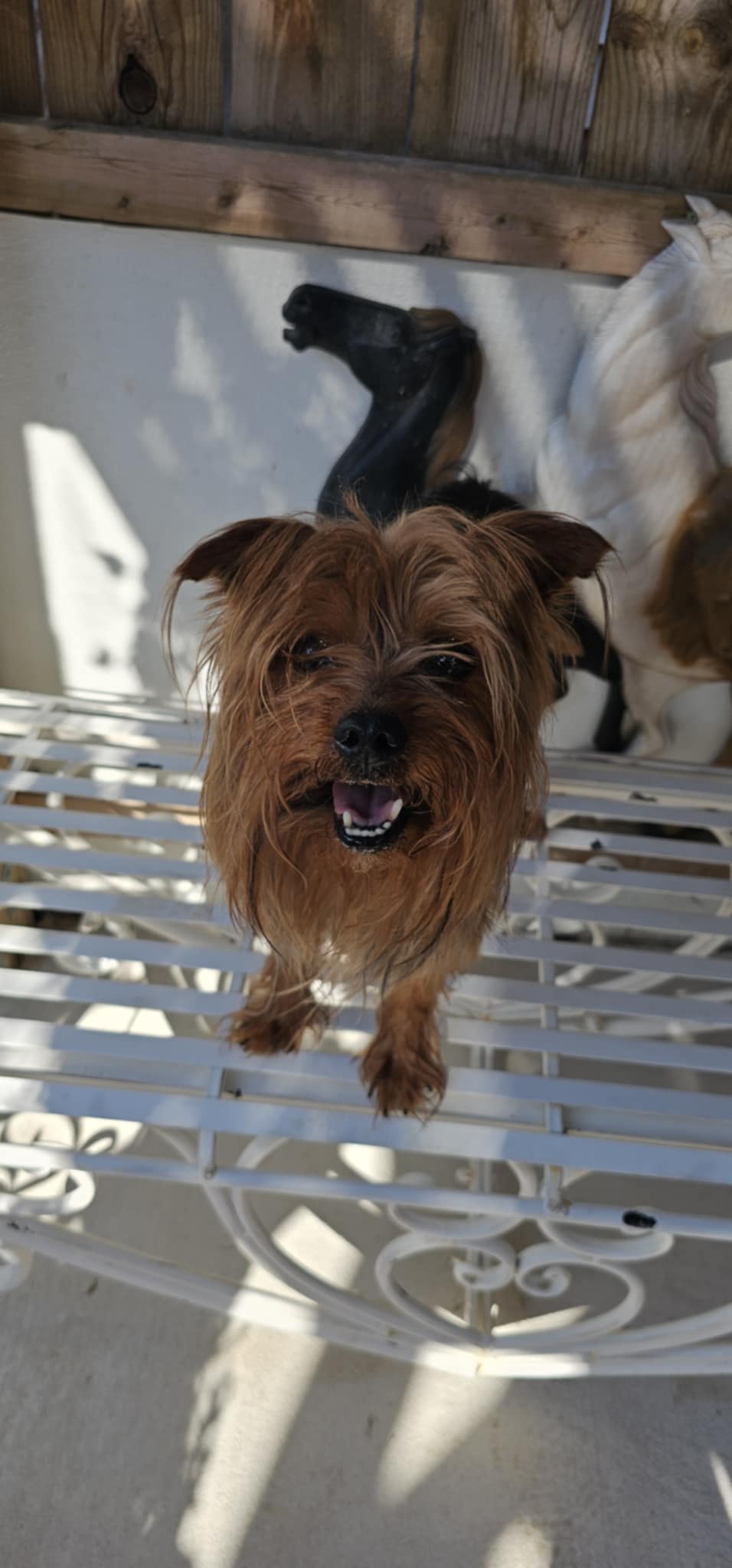 Kody - Kind Cutie! - Yorkshire Terrier Yorkie