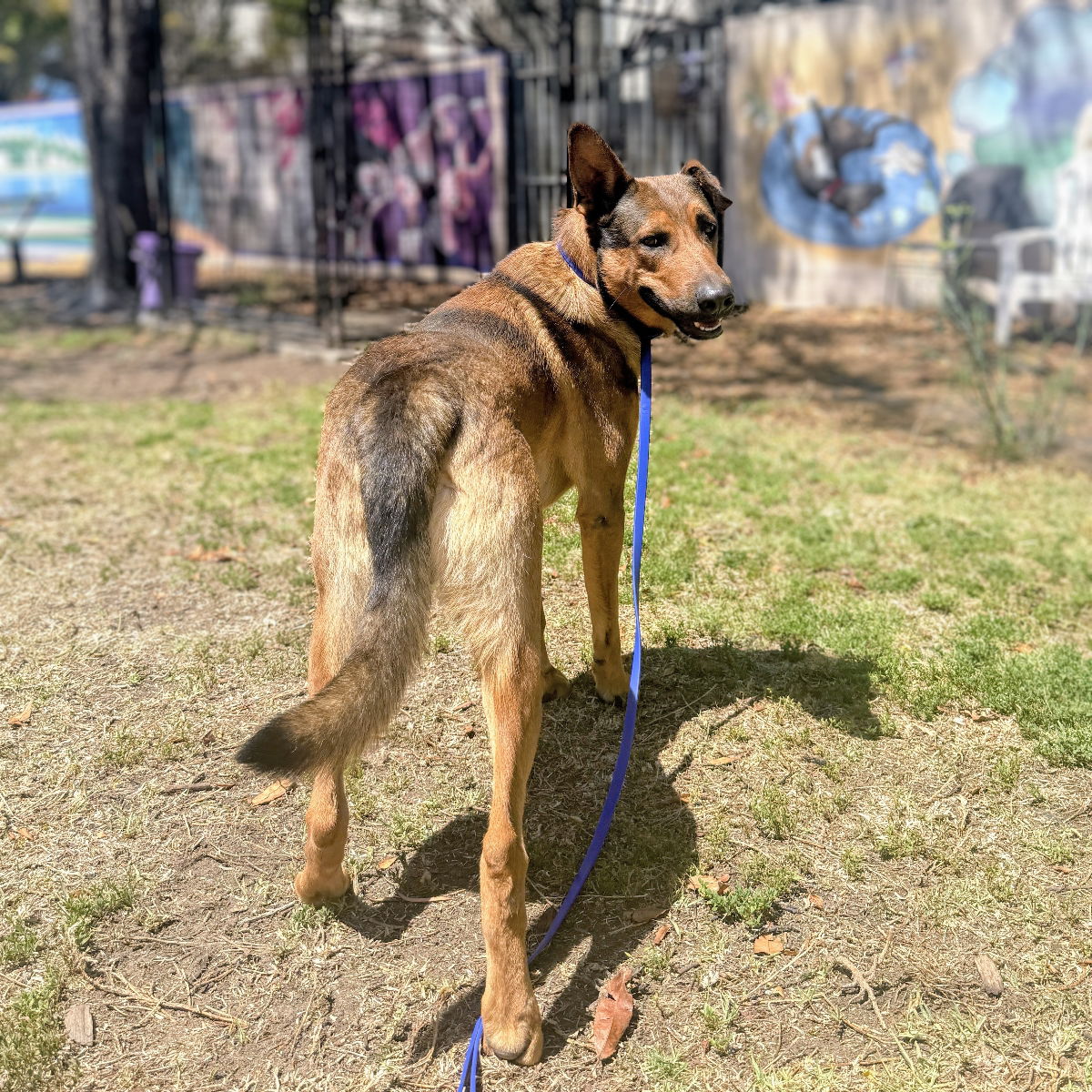 Timothee - German Shepherd Dog