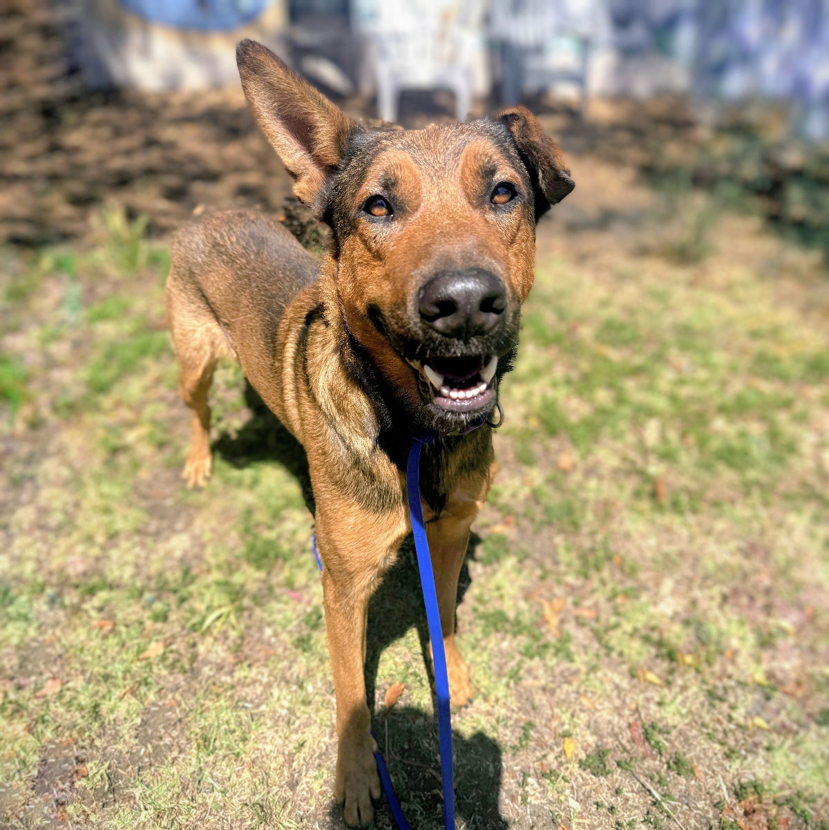 Timothee - German Shepherd Dog