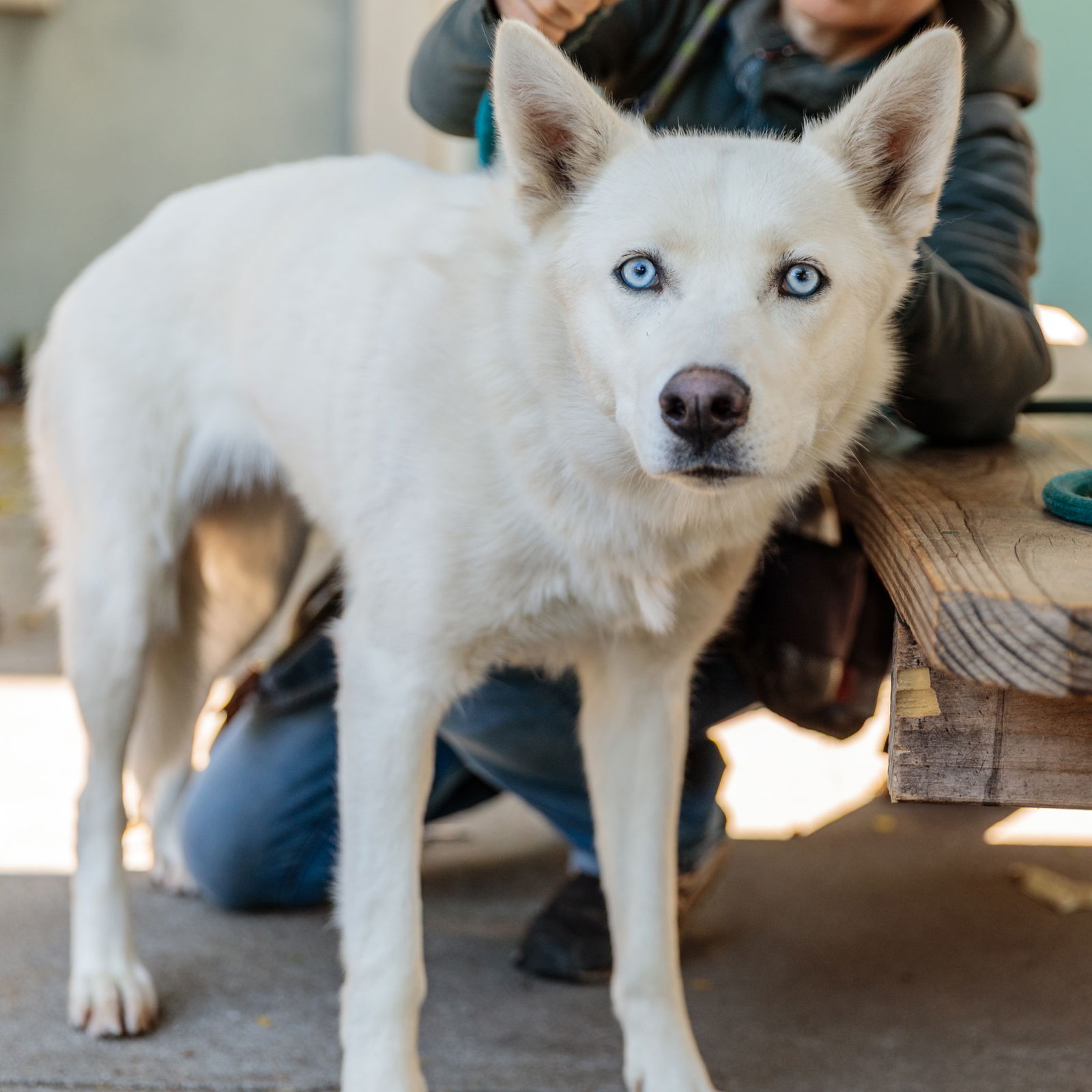 Twilight - Siberian Husky