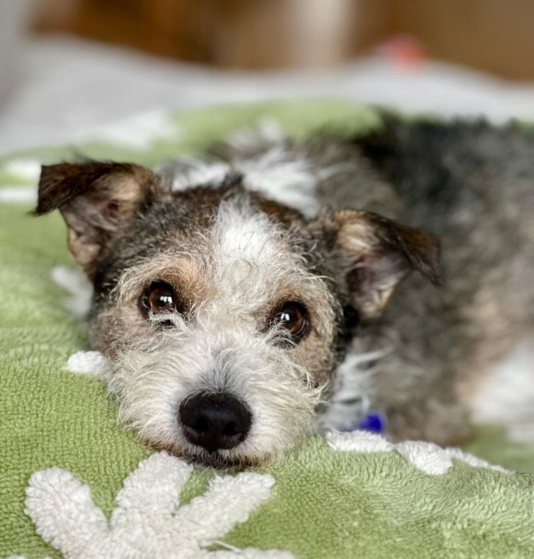 Huckleberry - Miniature Schnauzer