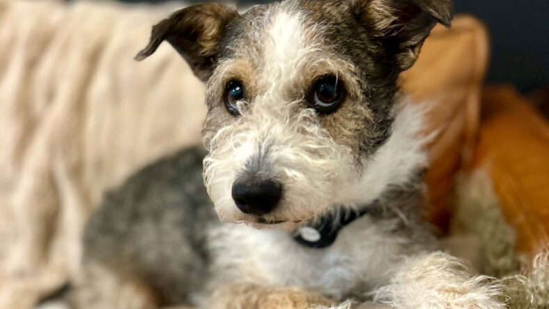 Huckleberry - Miniature Schnauzer