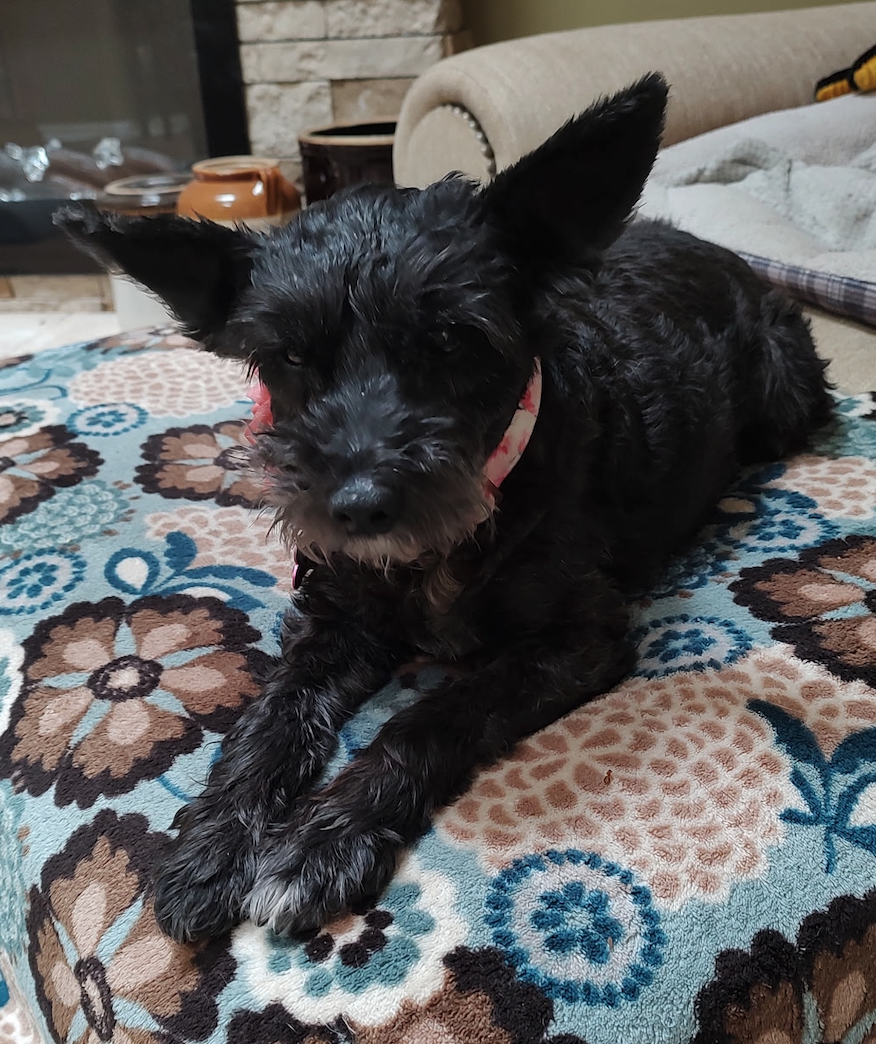 Roxanne - Miniature Schnauzer