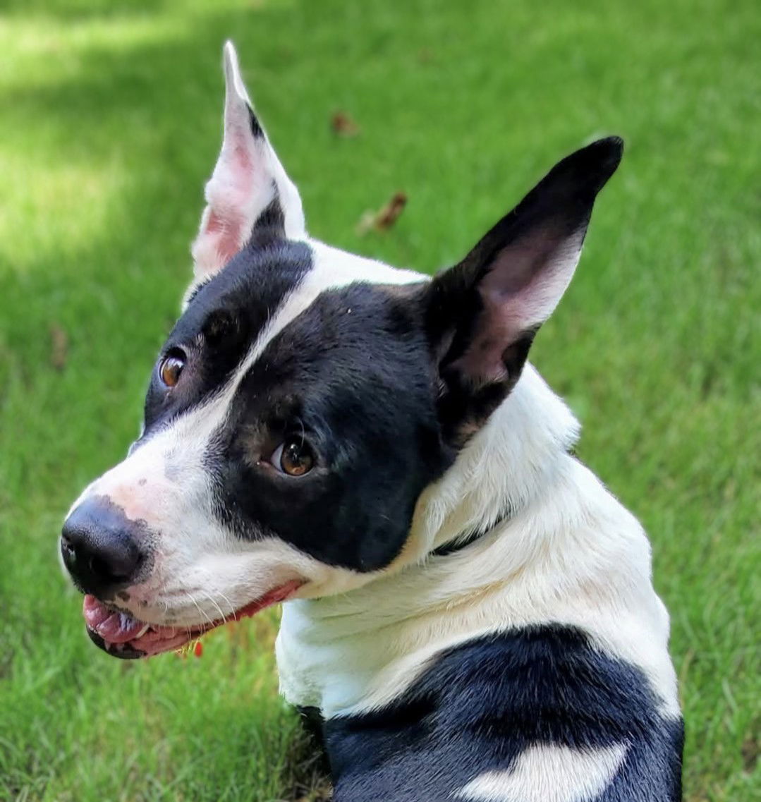 Duchess - American Bulldog