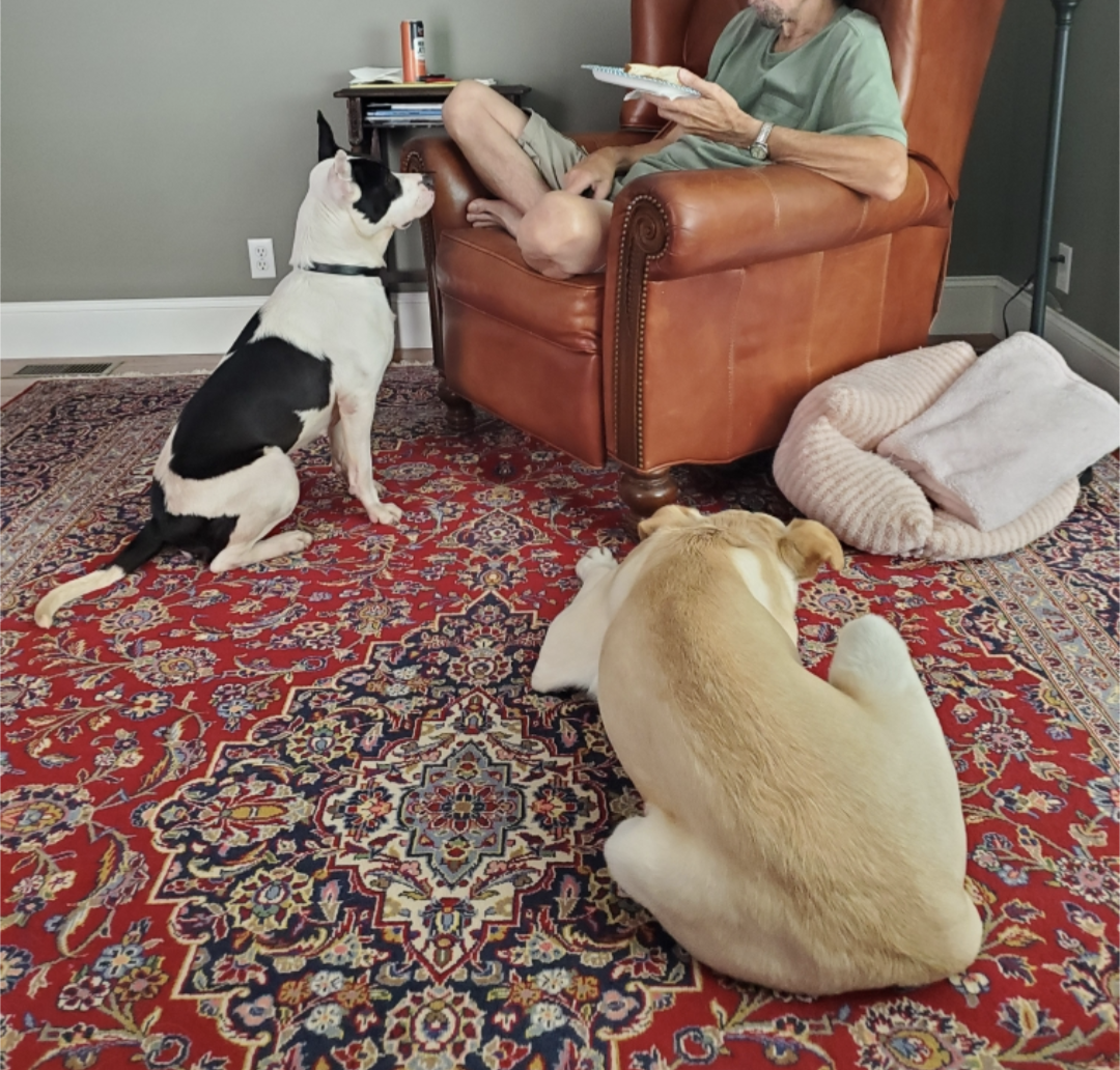 Duchess - American Bulldog