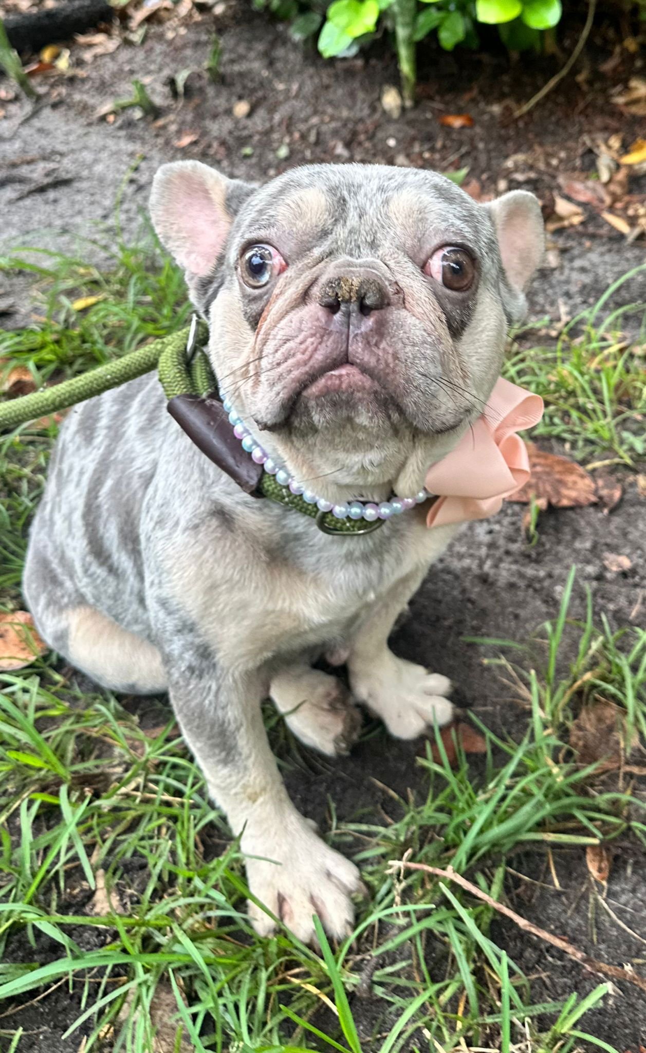 Thalia - French Bulldog