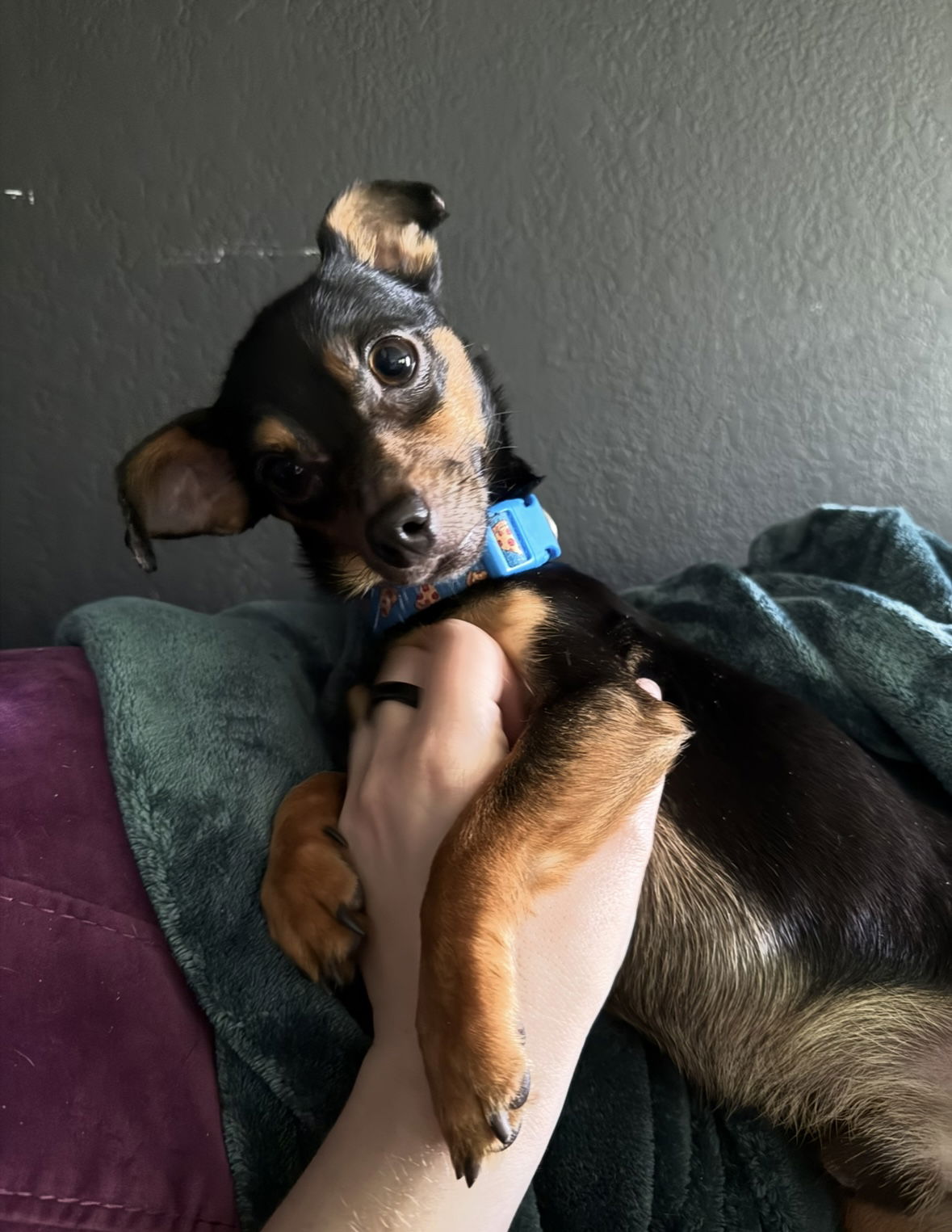 Frank - Chihuahua