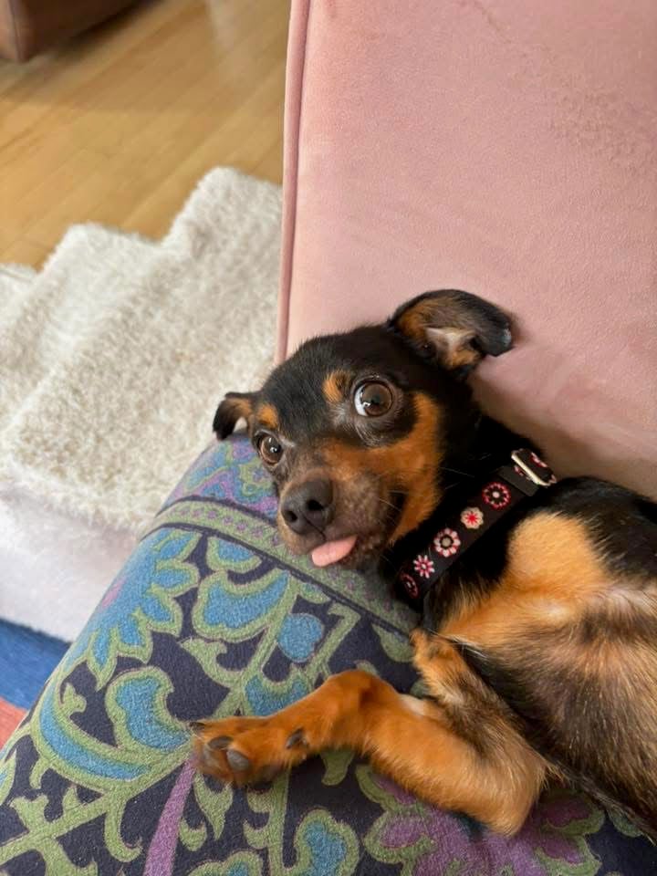 Frank - Chihuahua