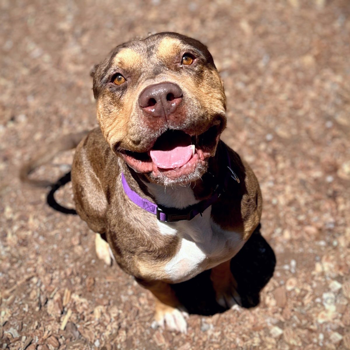 Ferrero Rocher - Pit Bull Terrier