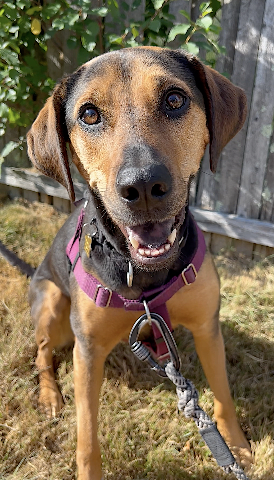 Rey - Treeing Walker Coonhound