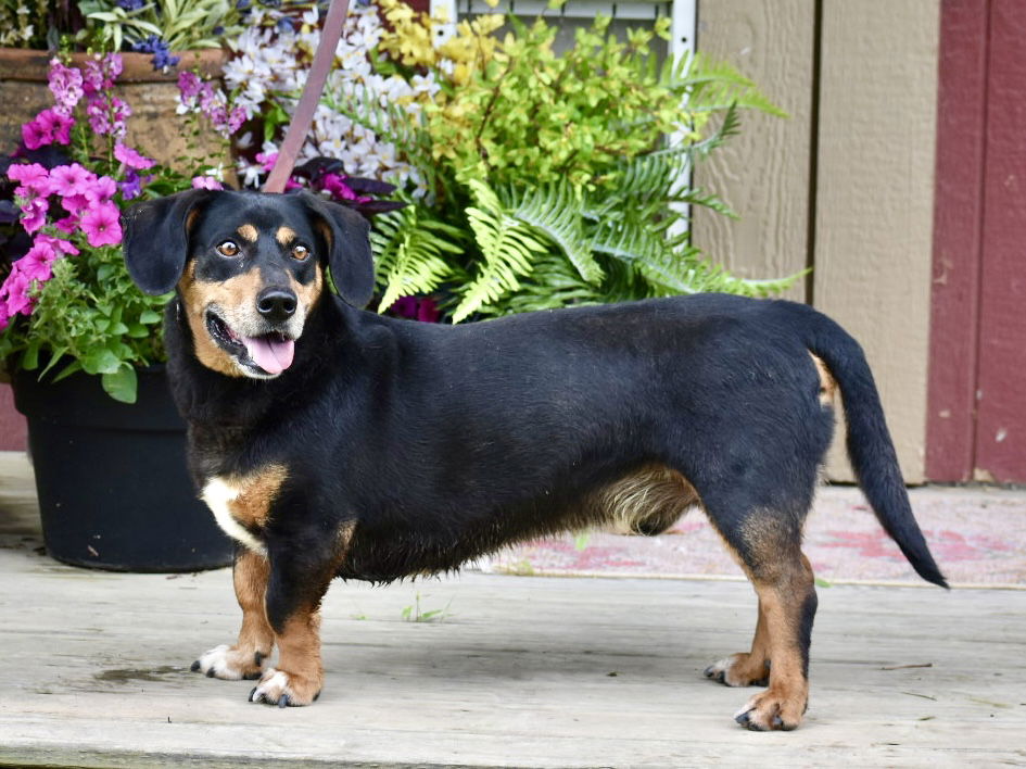 BUDDY - Basset Hound