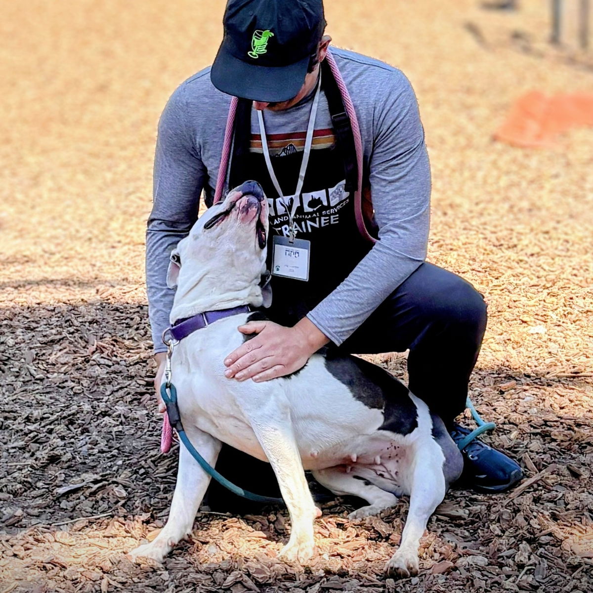 Sunkist - American Pit Bull Terrier