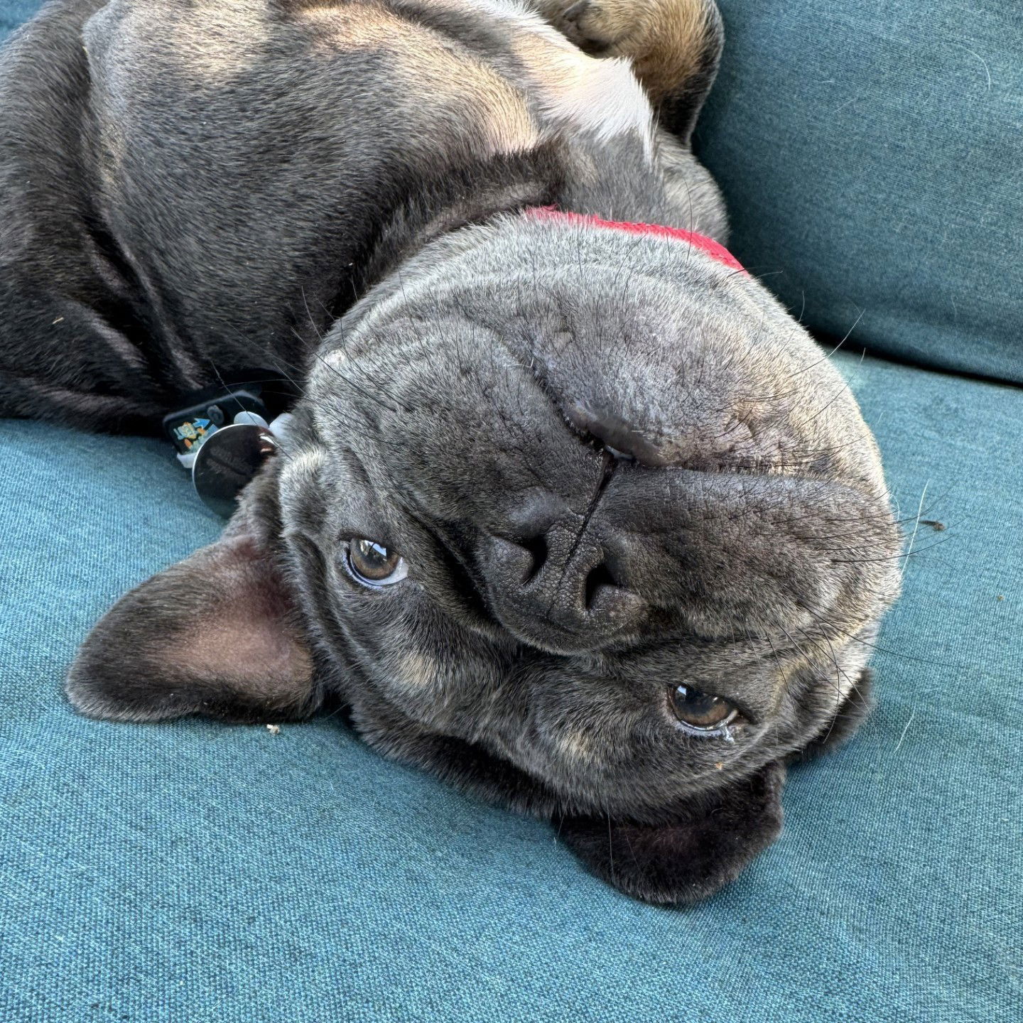 Eloise - French Bulldog