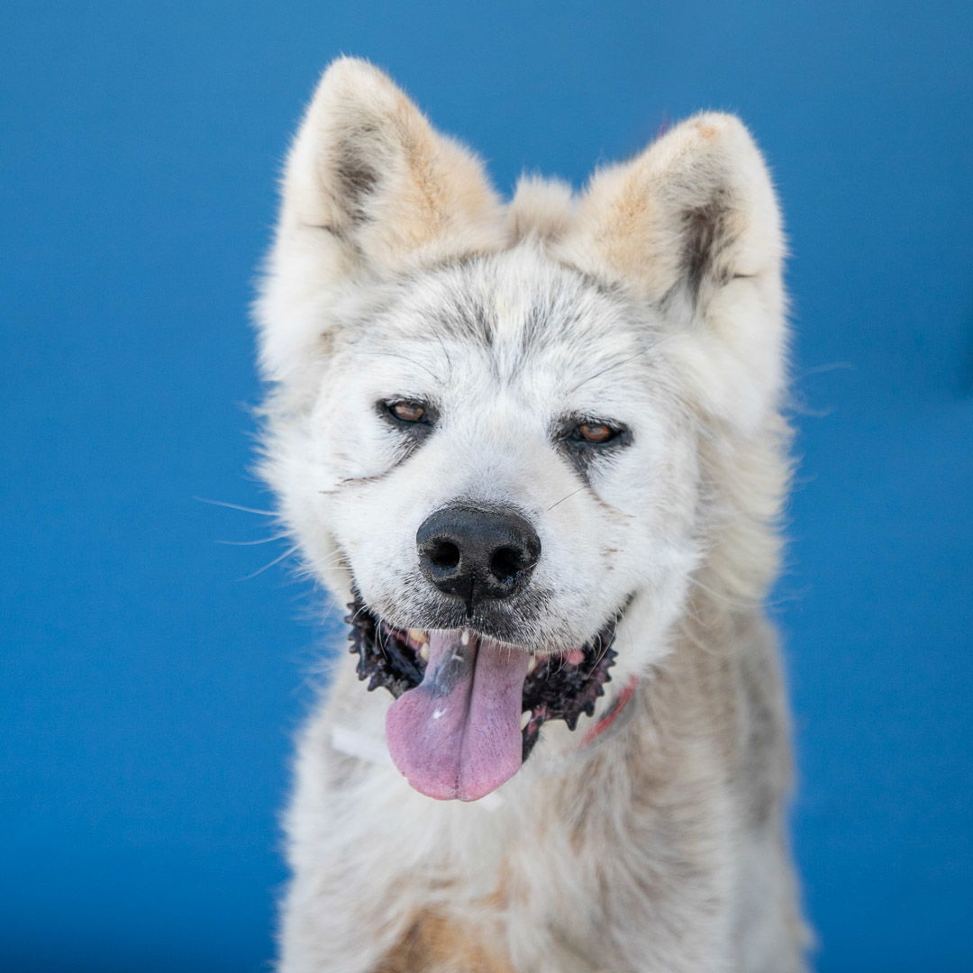 ROCKY - Akita