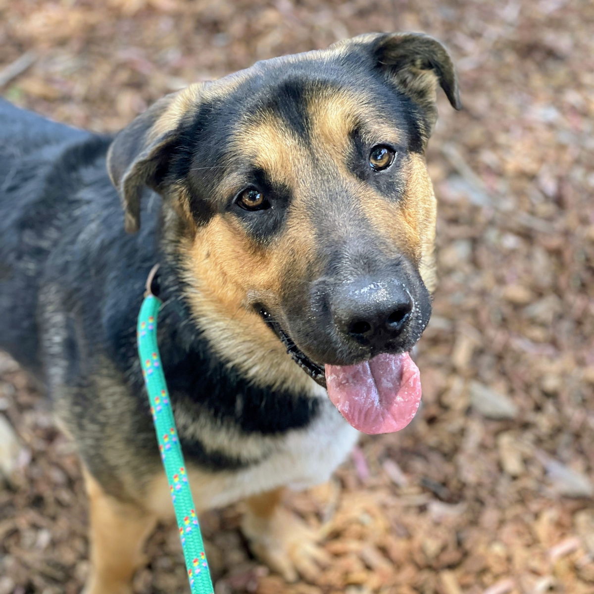 Logan - German Shepherd Dog