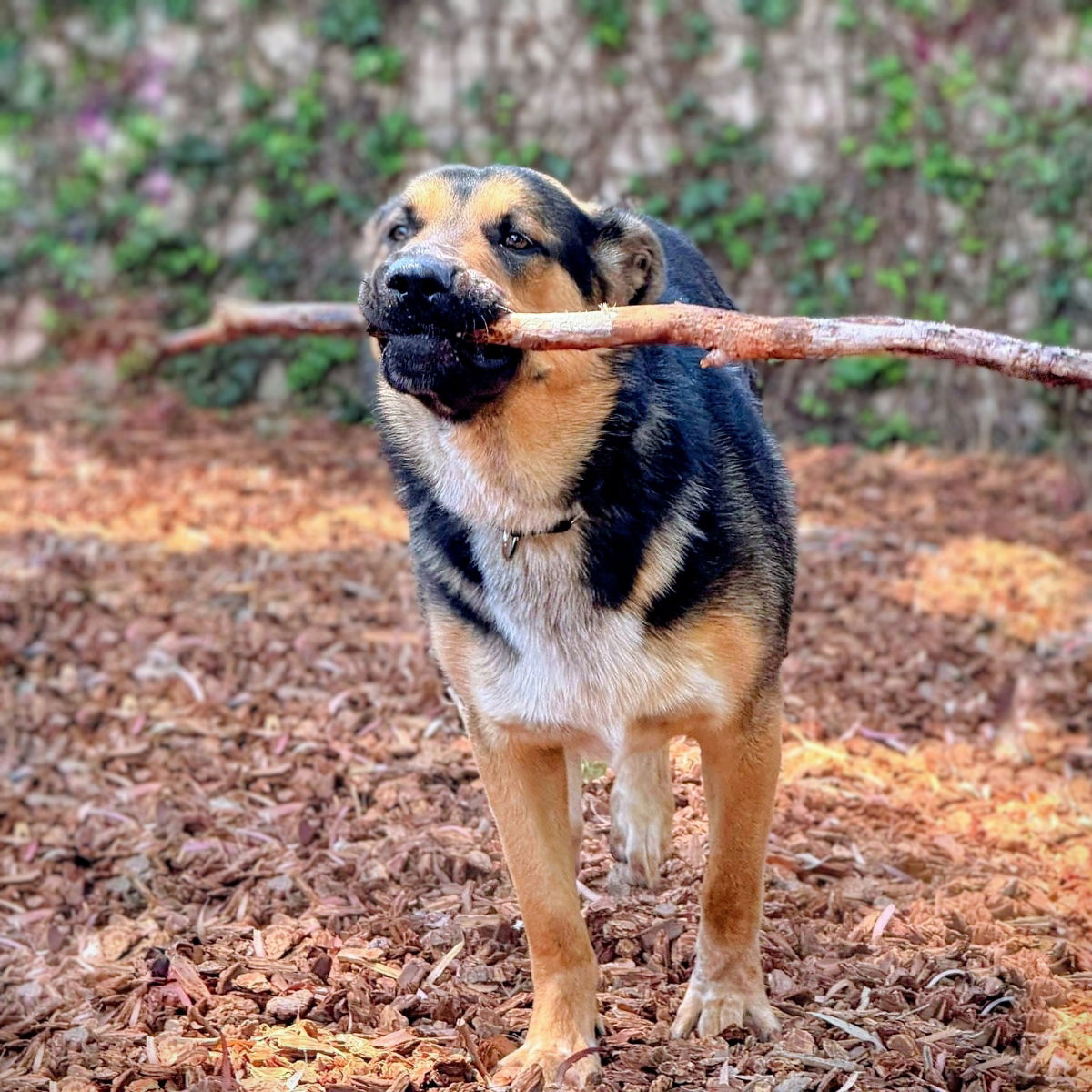 Logan - German Shepherd Dog