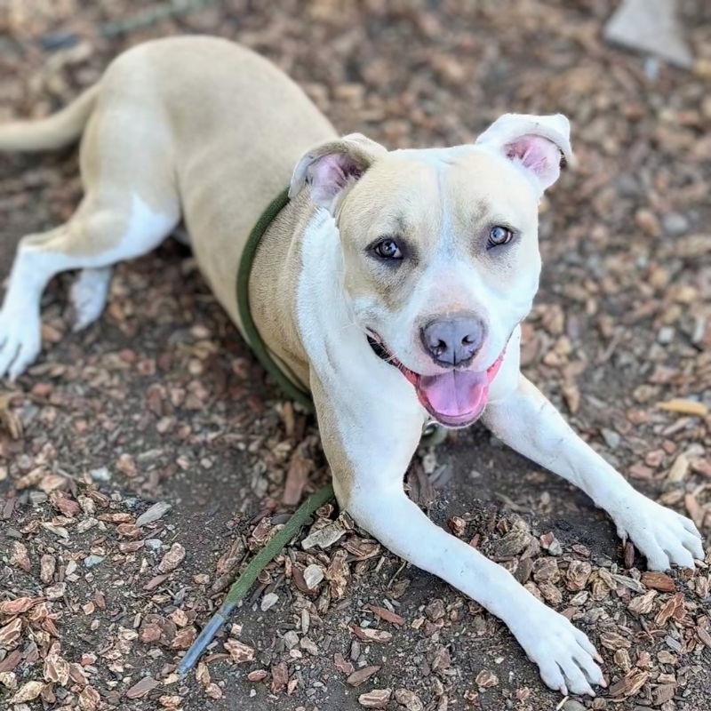Cupcake - Pit Bull Terrier