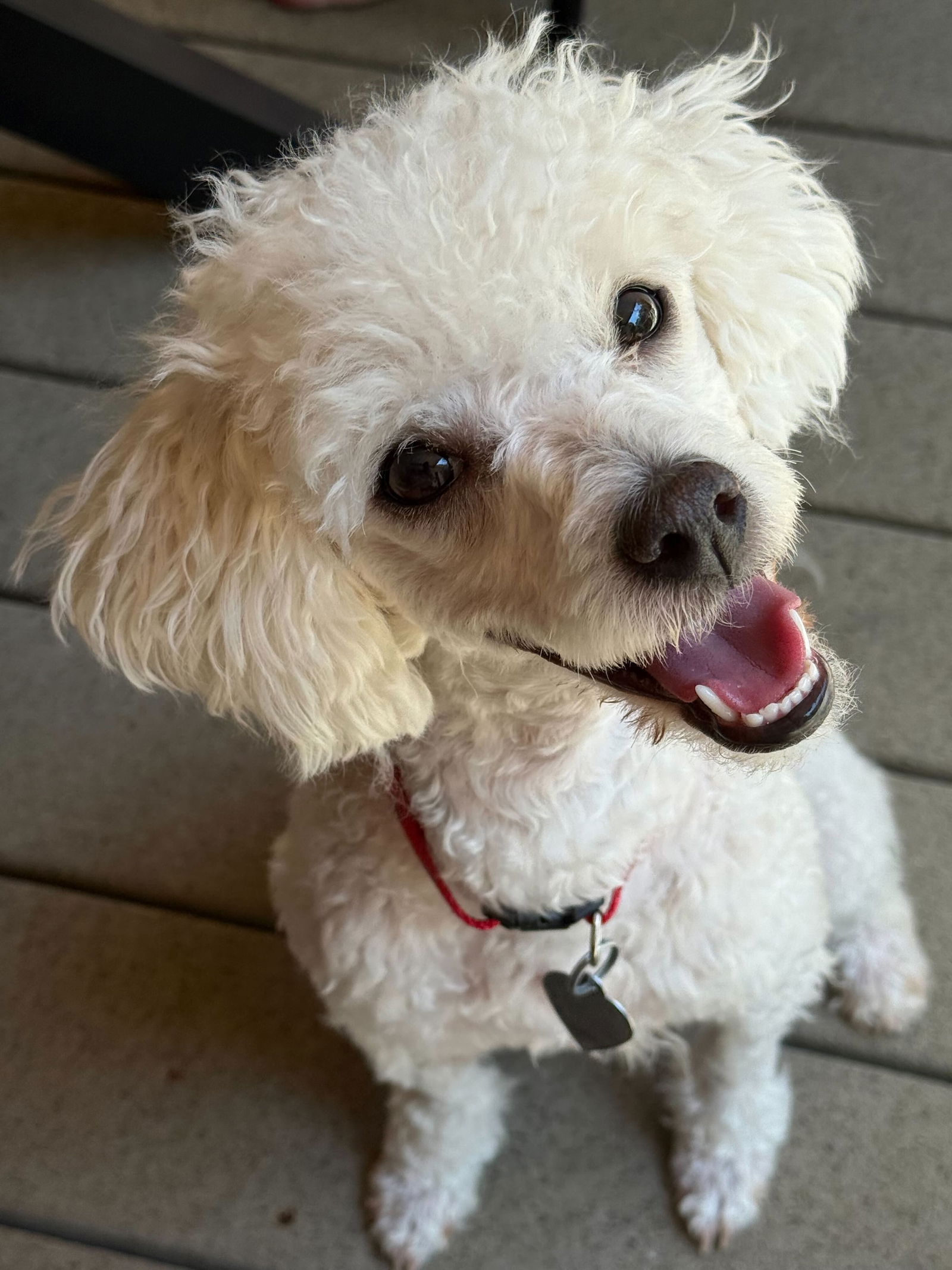 Chicory Jun 25 - Poodle (Miniature)