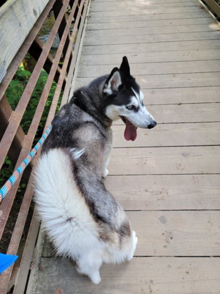 Kota - Husky