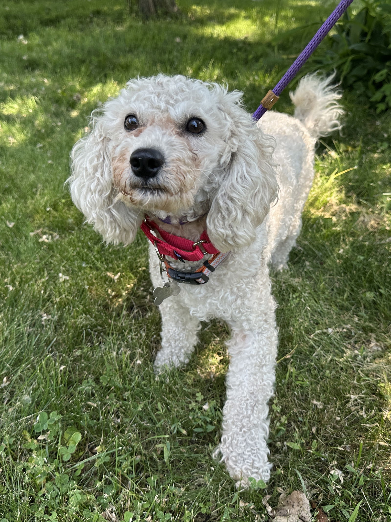 Bobo *NEW ARRIVAL* - Bichon Frise
