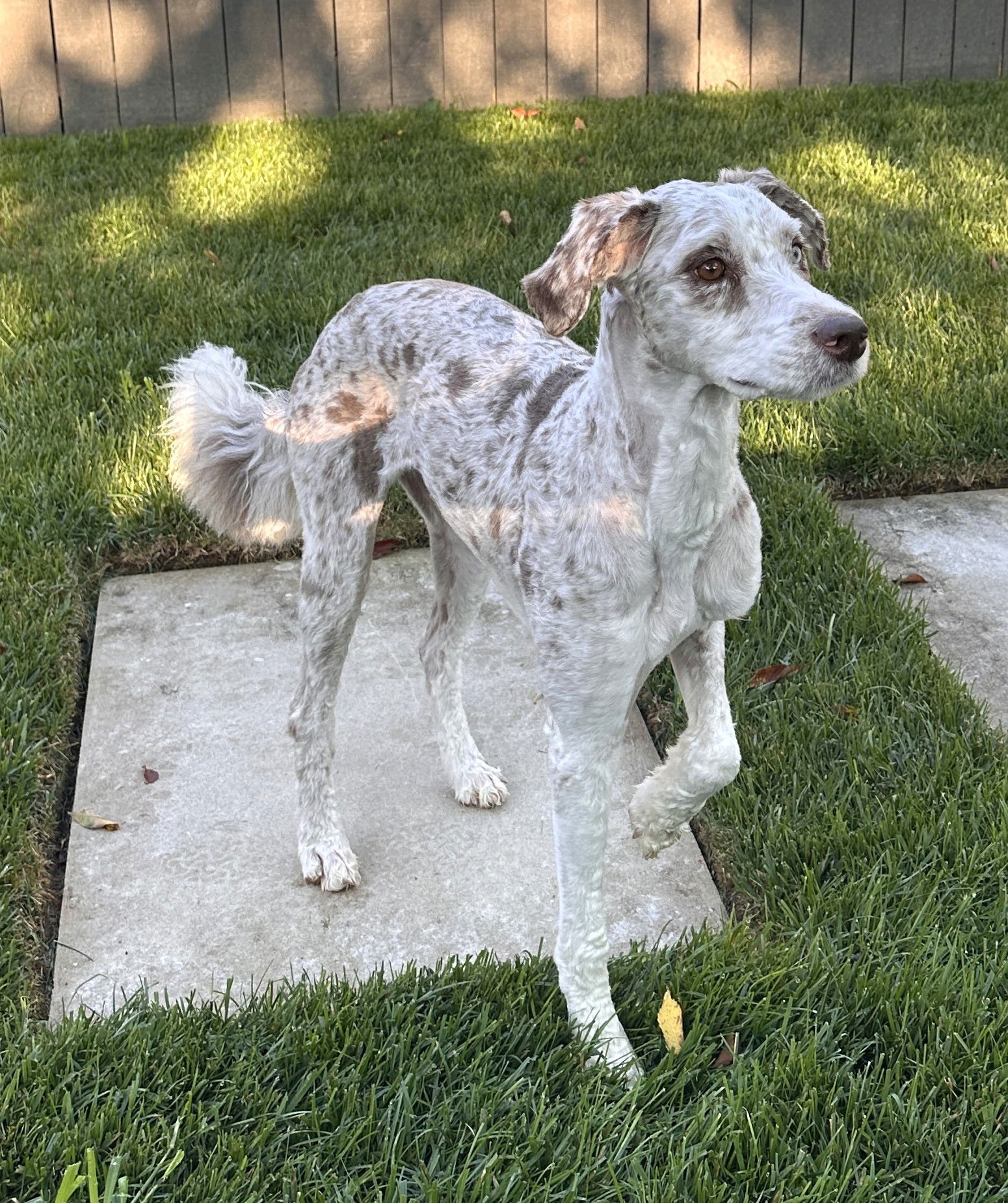 ZARA THE MAGNIFICENT - Australian Shepherd