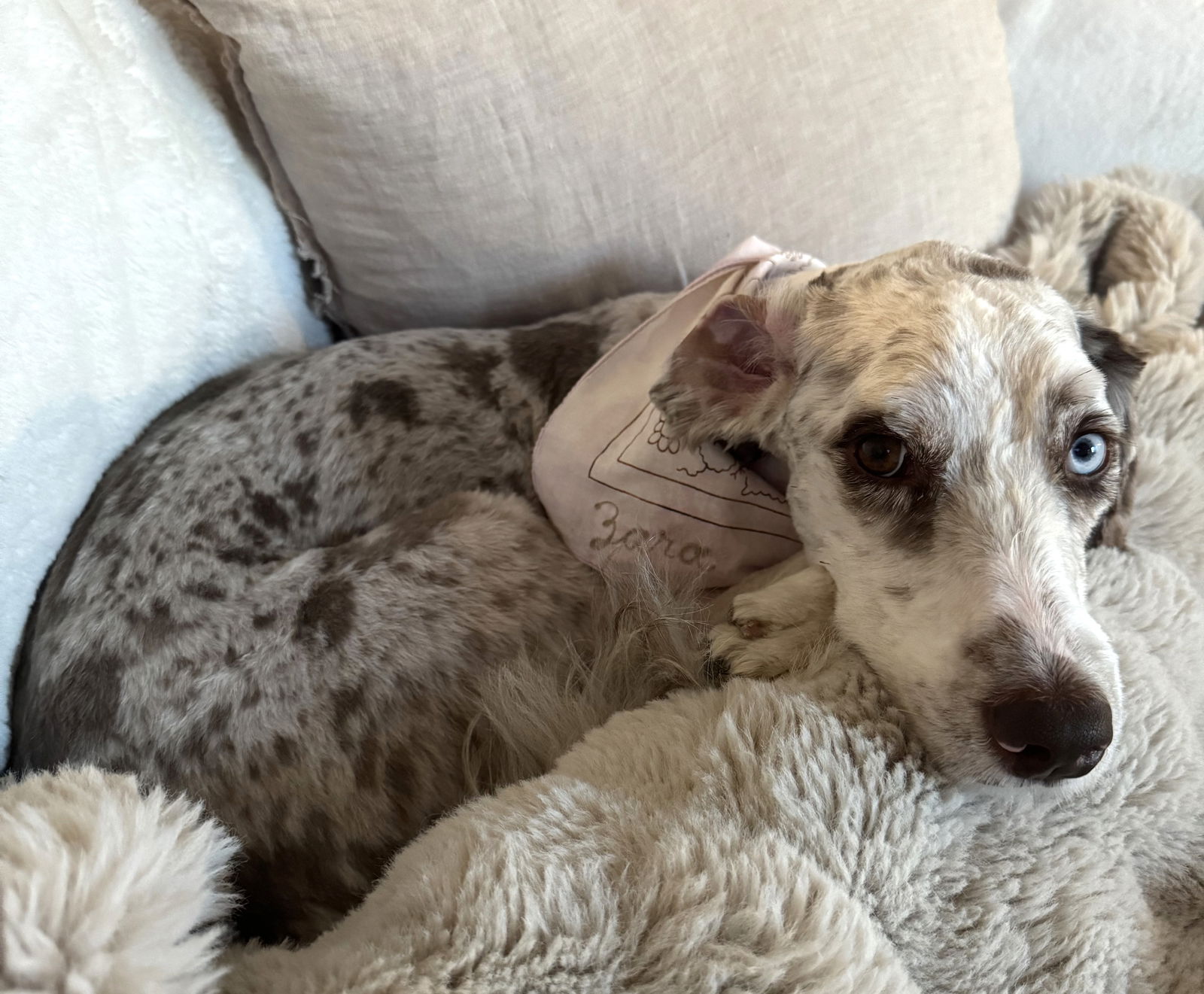 ZARA THE MAGNIFICENT - Australian Shepherd