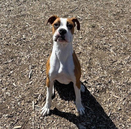 Anna - Boxer