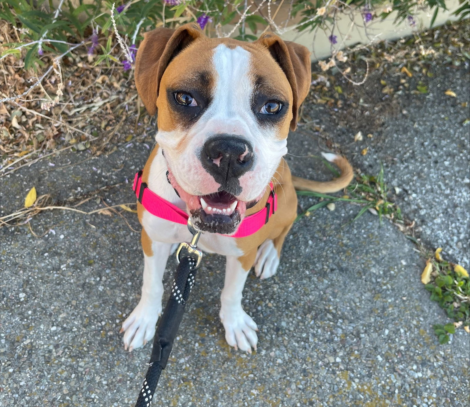 Anna - Boxer