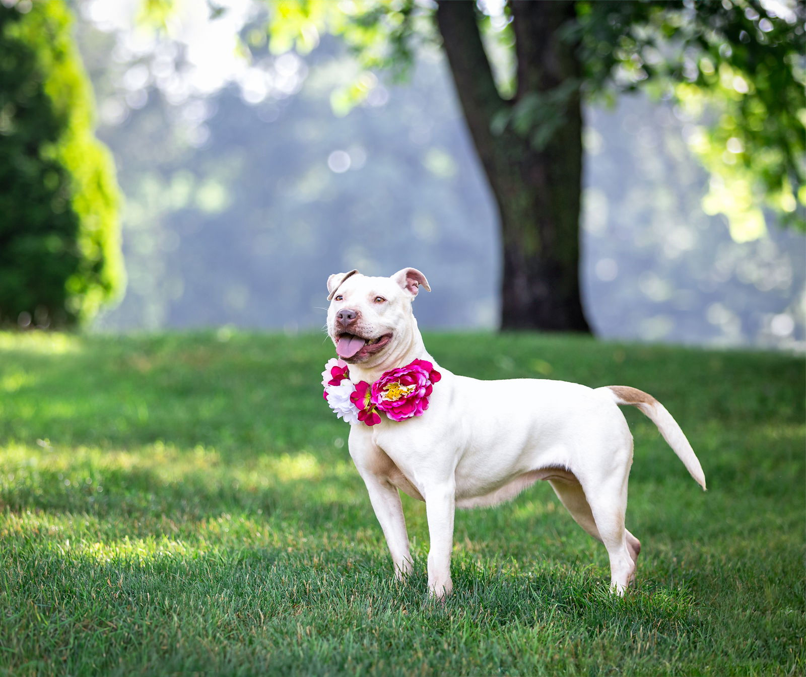 Precious - Terrier