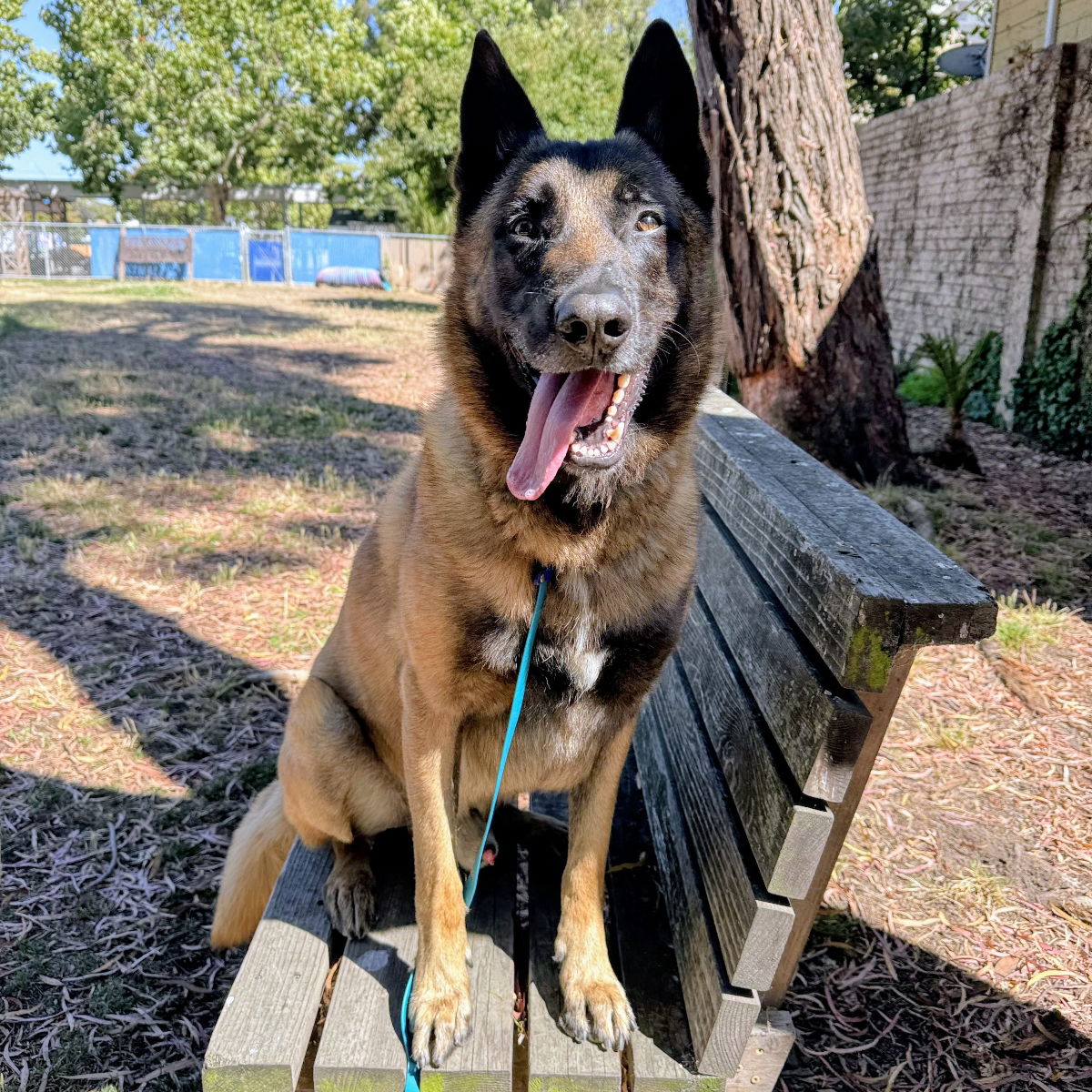Dug - Belgian Shepherd Malinois