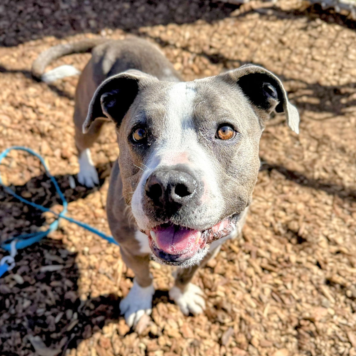 Franklin - Pit Bull Terrier