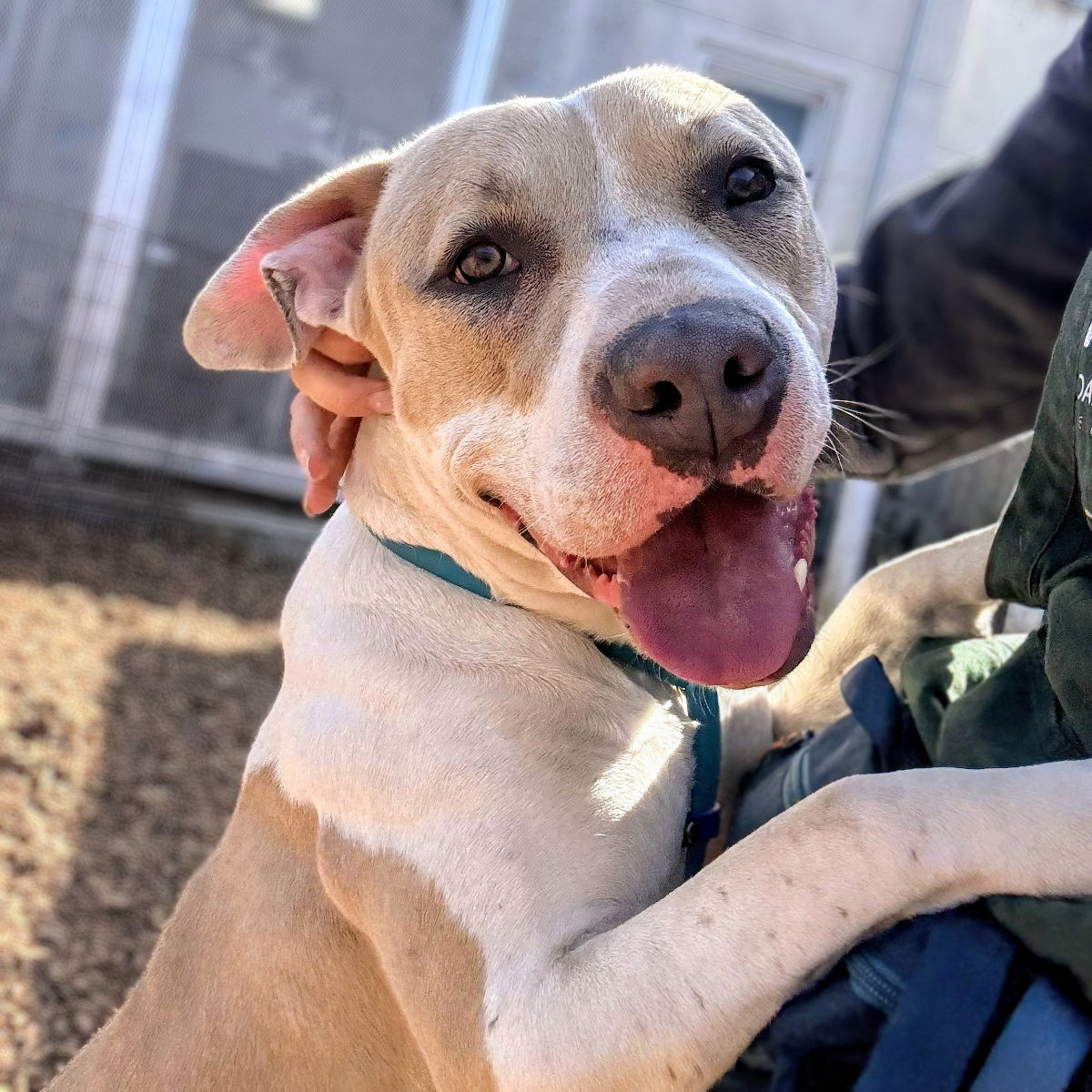 Cupcake - Pit Bull Terrier