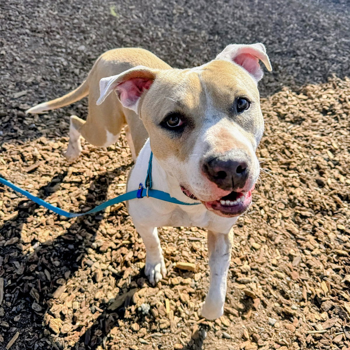 Cupcake - Pit Bull Terrier