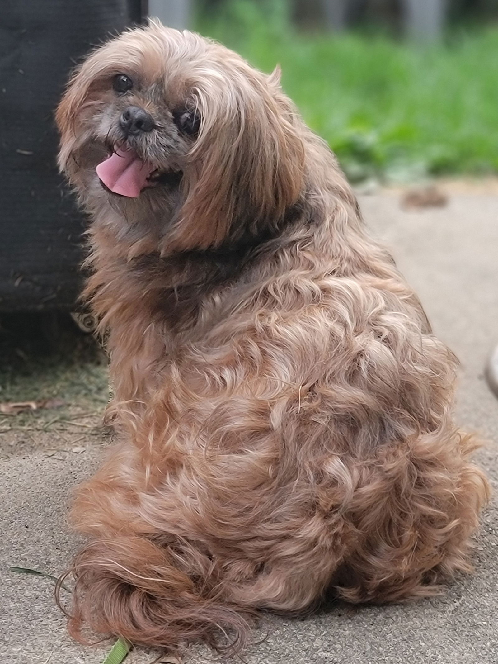 Daisy Mae (PLEASE READ) - Shih Tzu