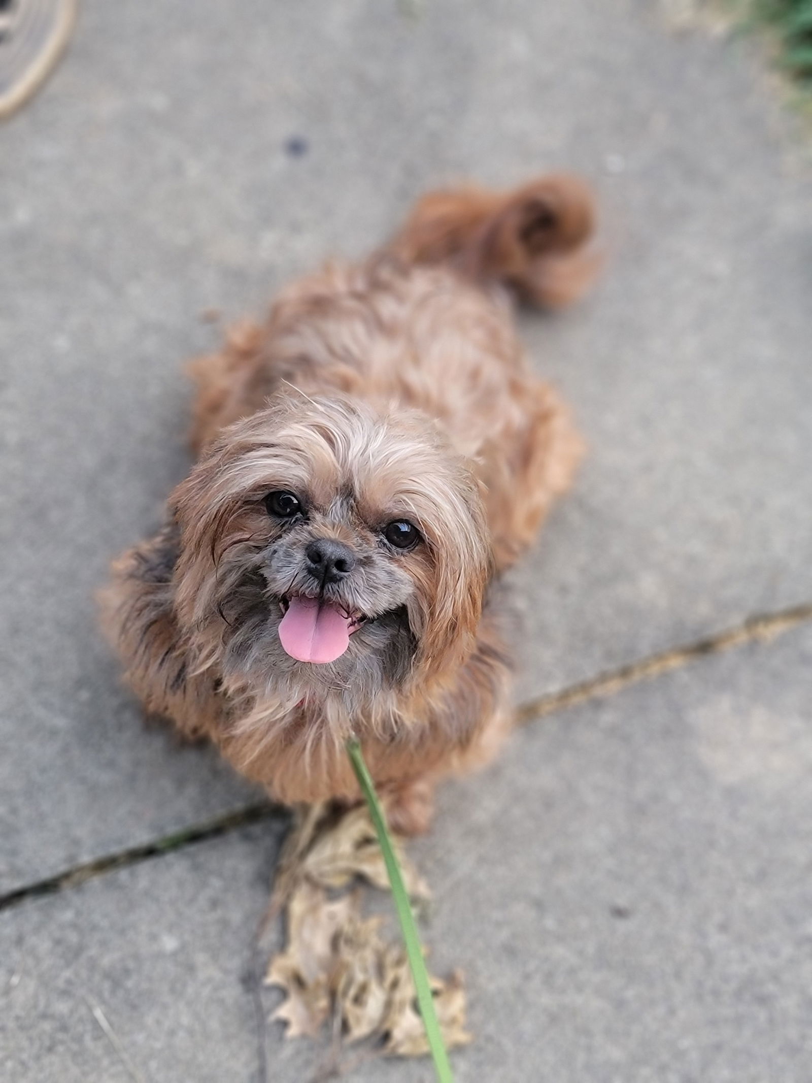 Daisy Mae (PLEASE READ) - Shih Tzu
