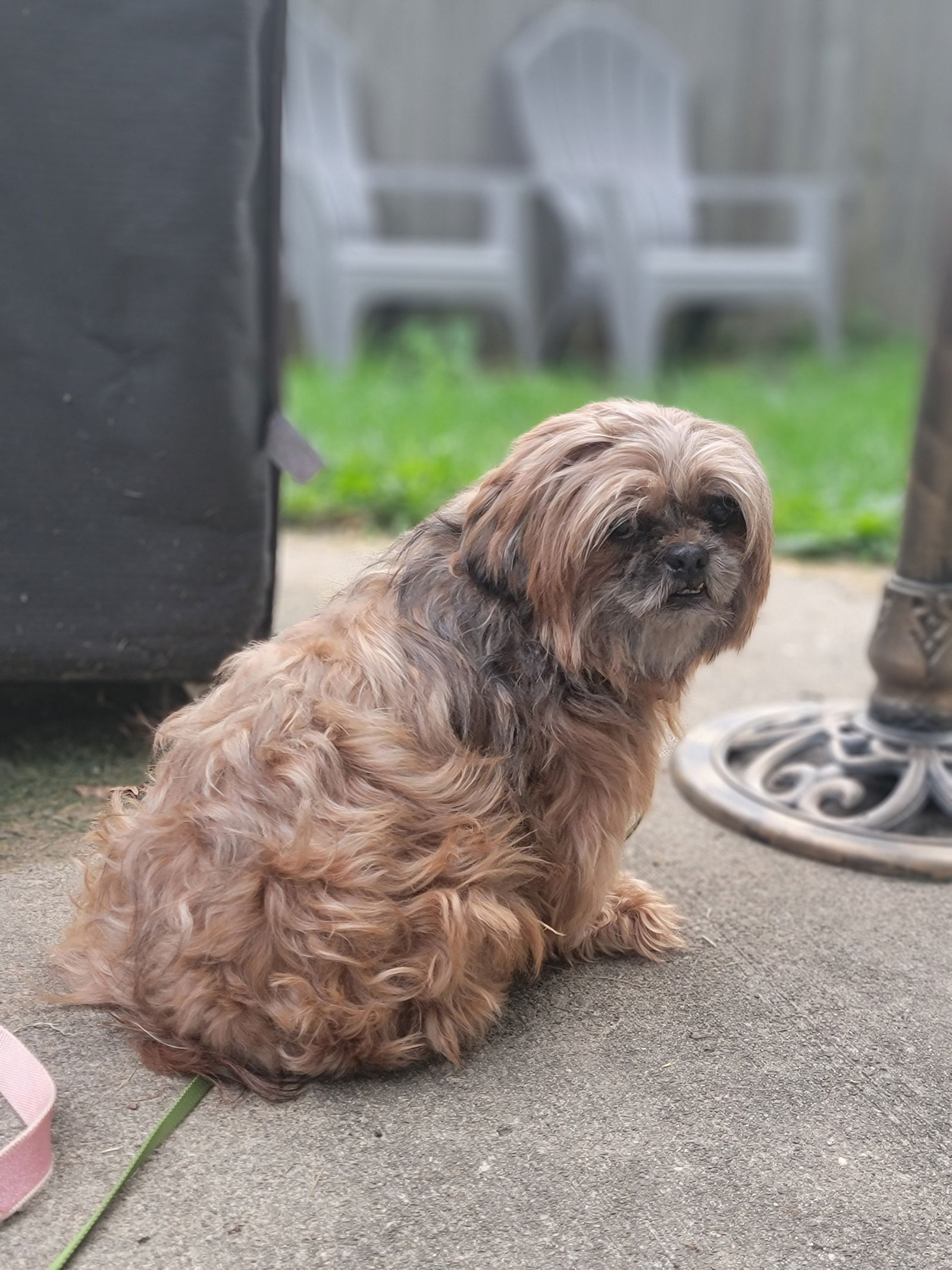 Daisy Mae (PLEASE READ) - Shih Tzu
