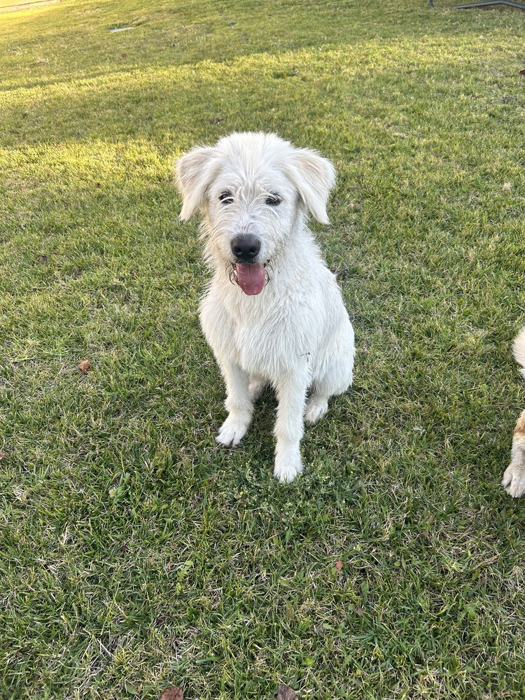 Piper - Labrador Retriever
