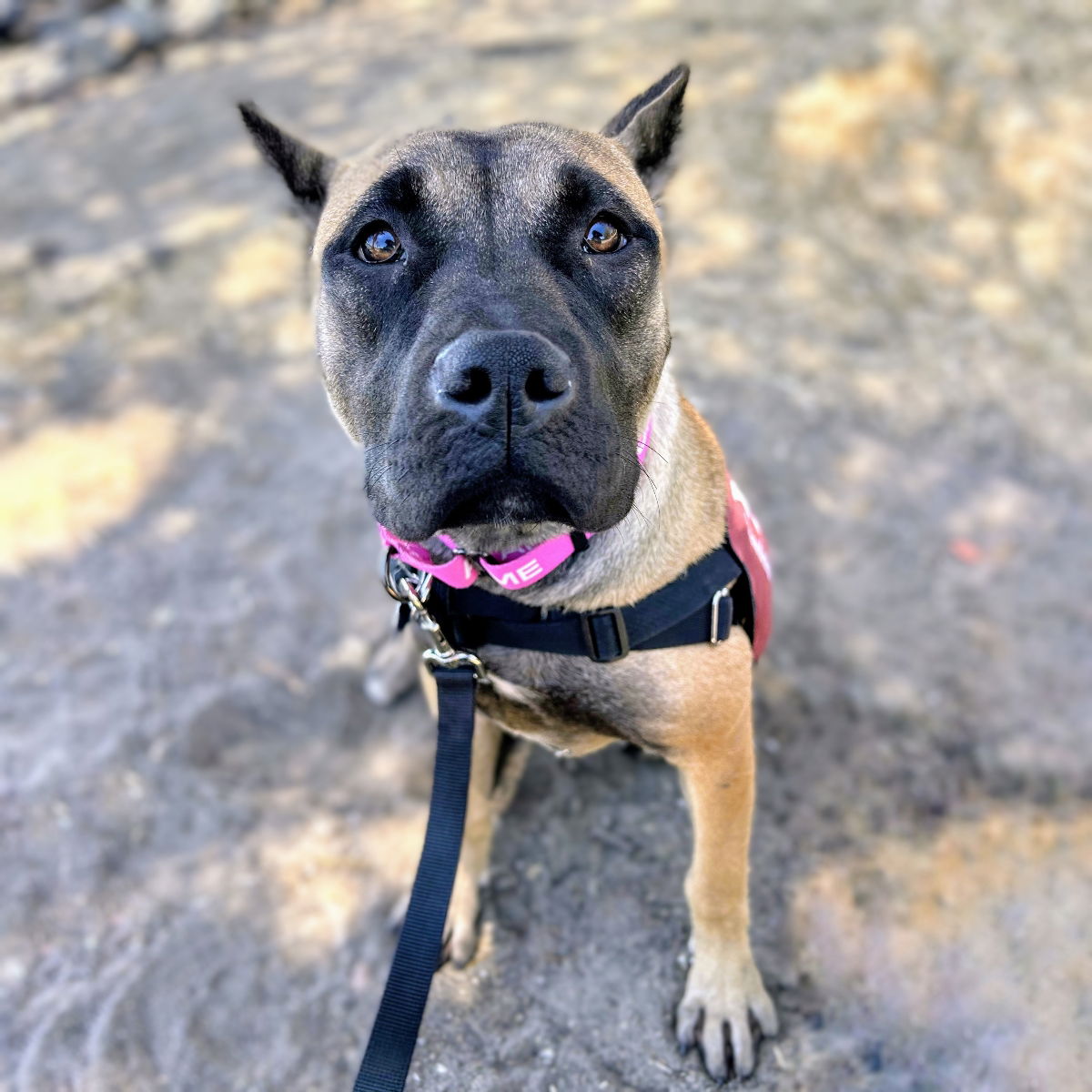 Jellybean - Boxer