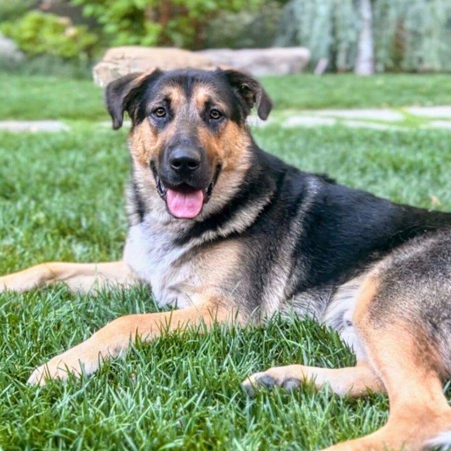 Logan - German Shepherd Dog