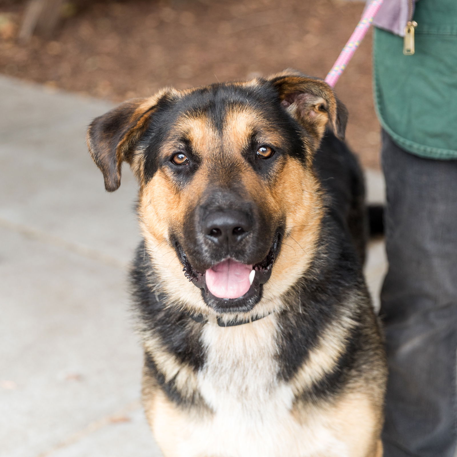 Logan - German Shepherd Dog