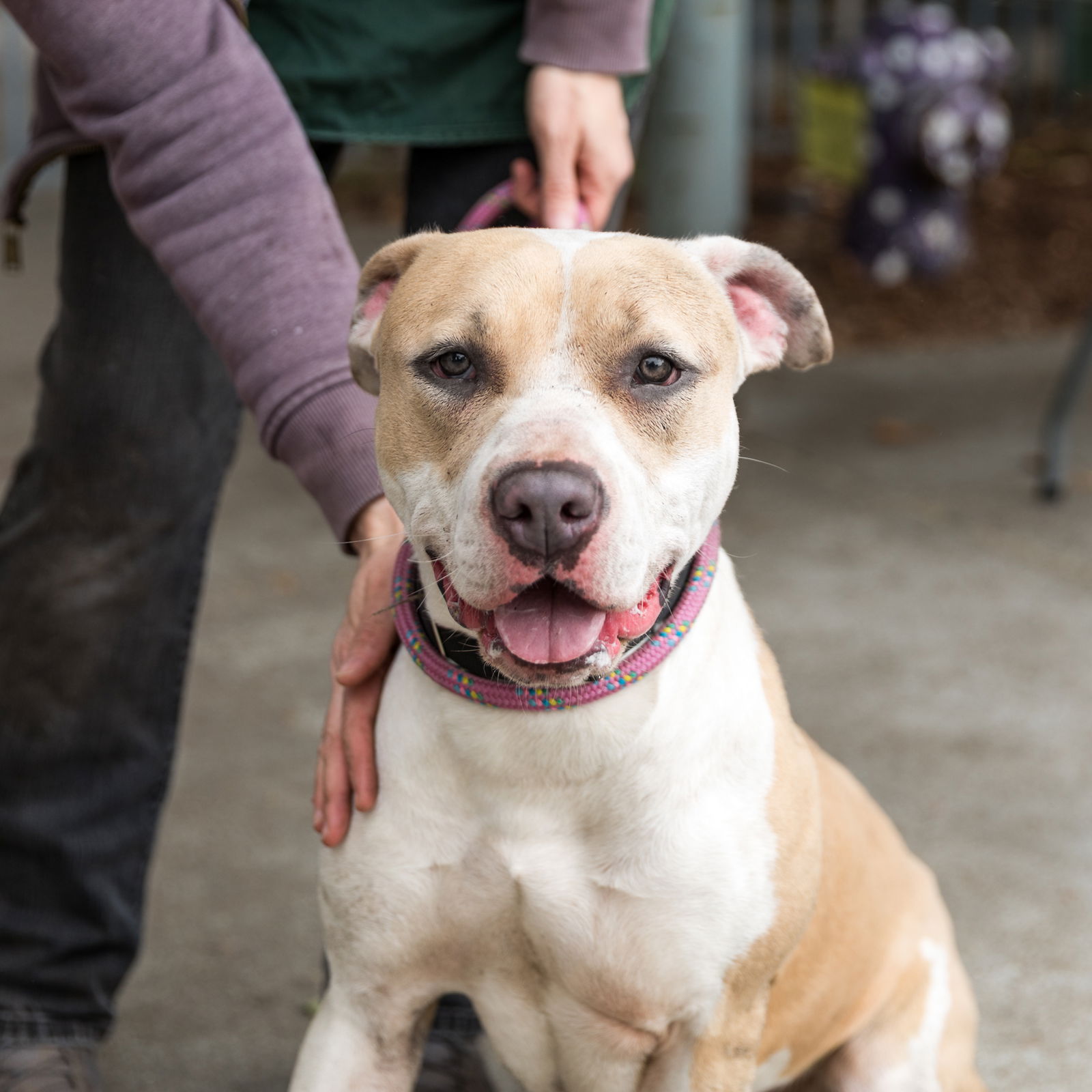 Cupcake - Pit Bull Terrier