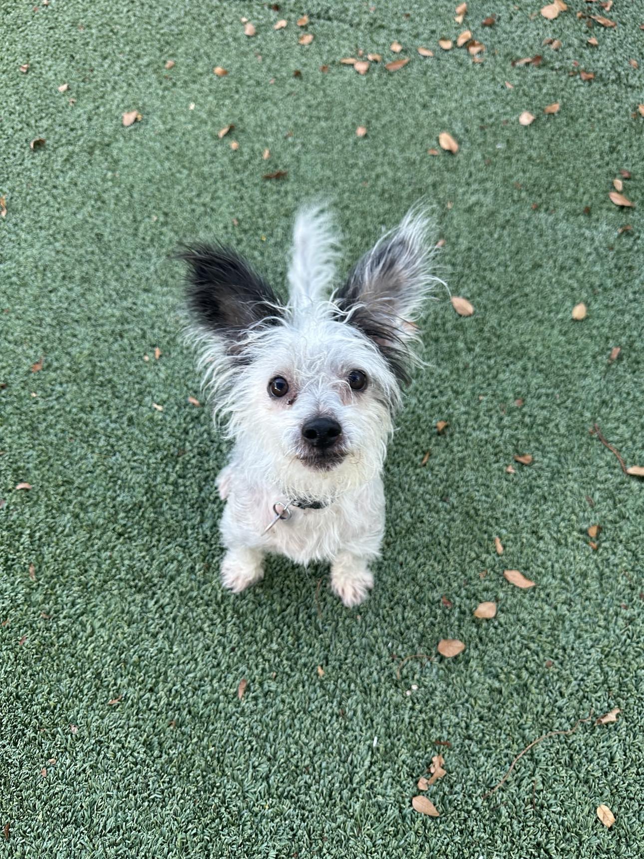 Pooh - Terrier