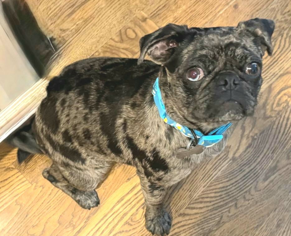2025 - 3011 Jack - Pug