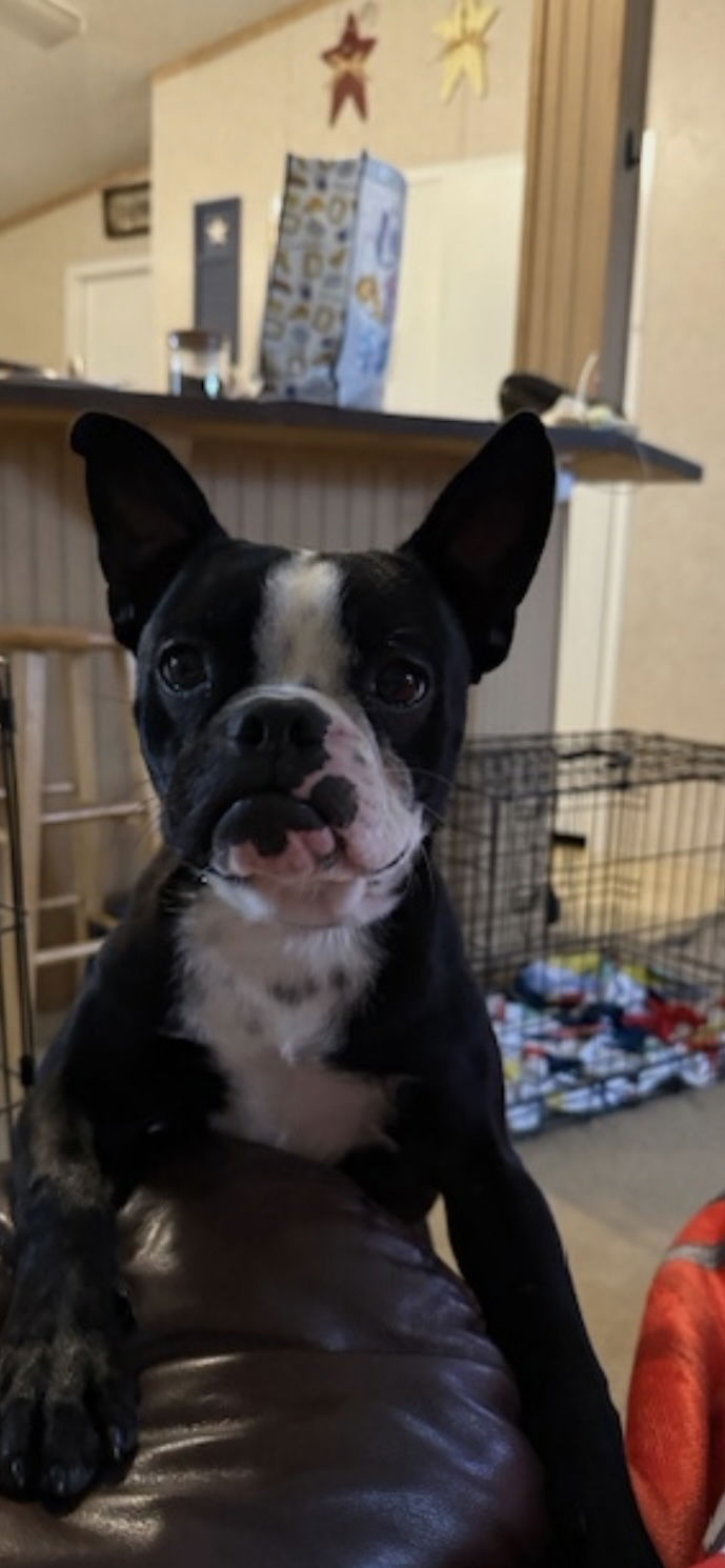 Bodine - Boston Terrier