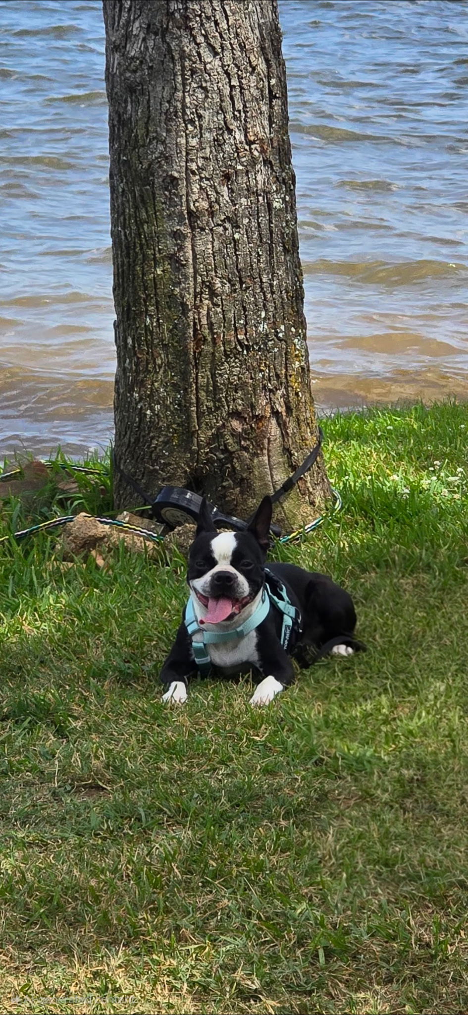 Bongo - Boston Terrier