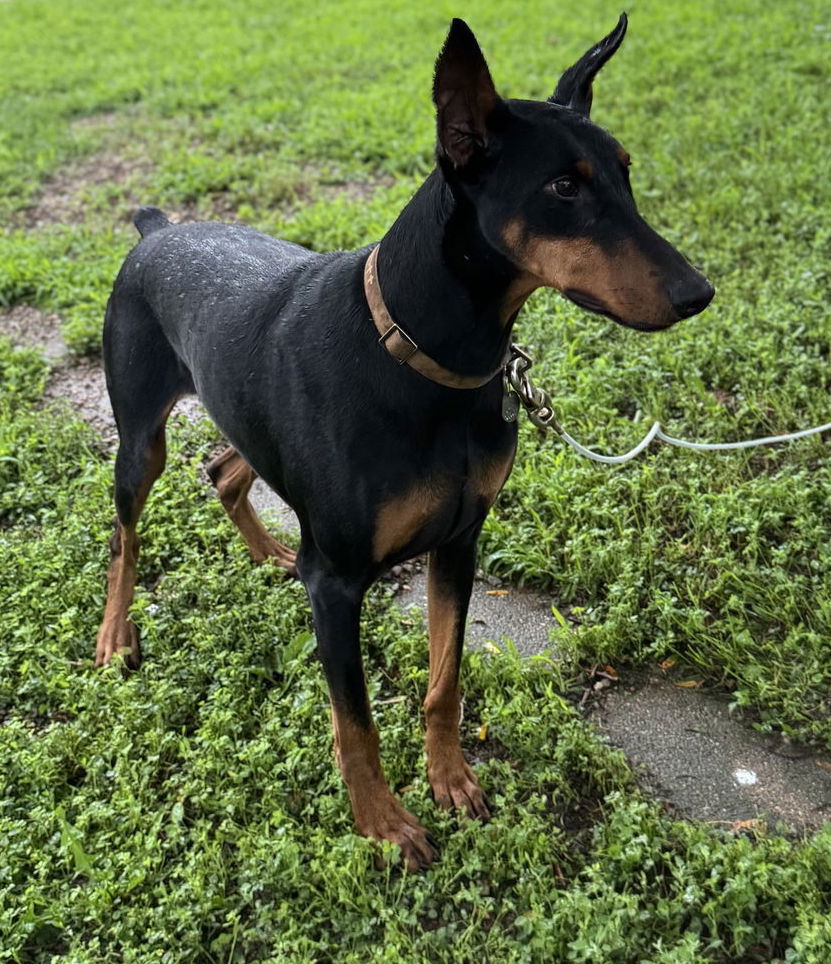 Chaos Adoption Pending! - Doberman Pinscher