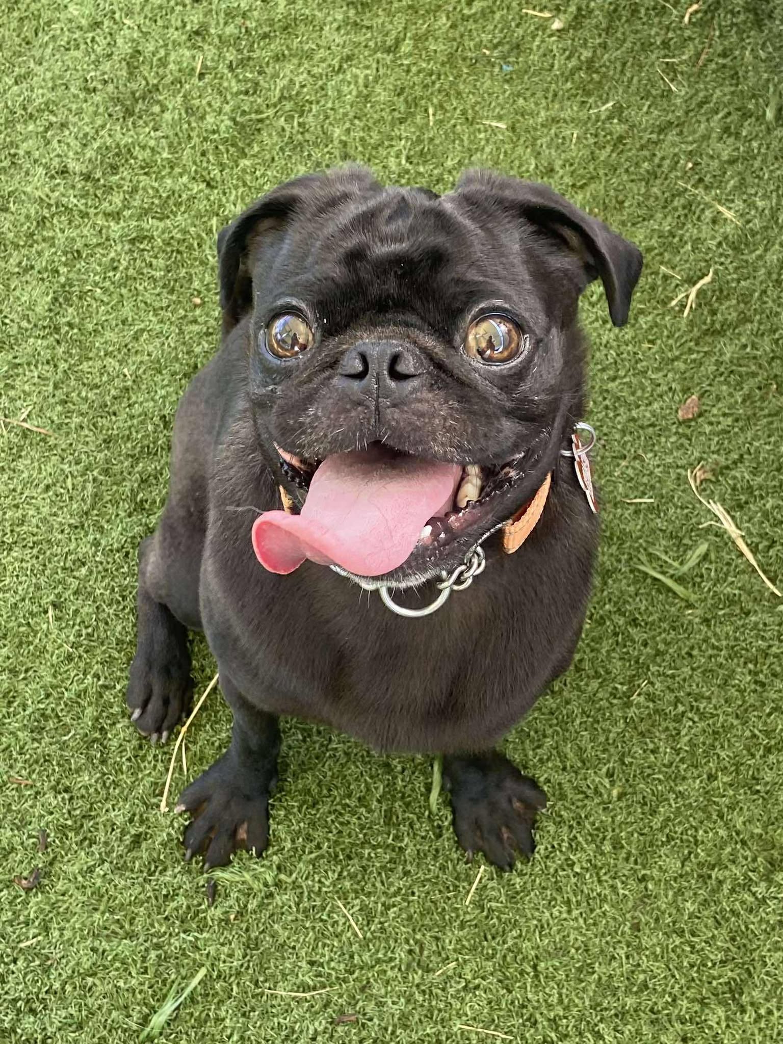 Dustin - Pug